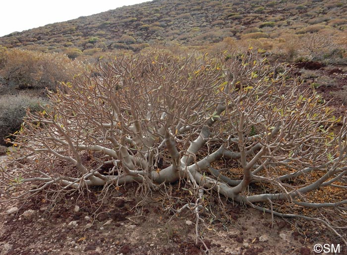 Euphorbia balsamifera