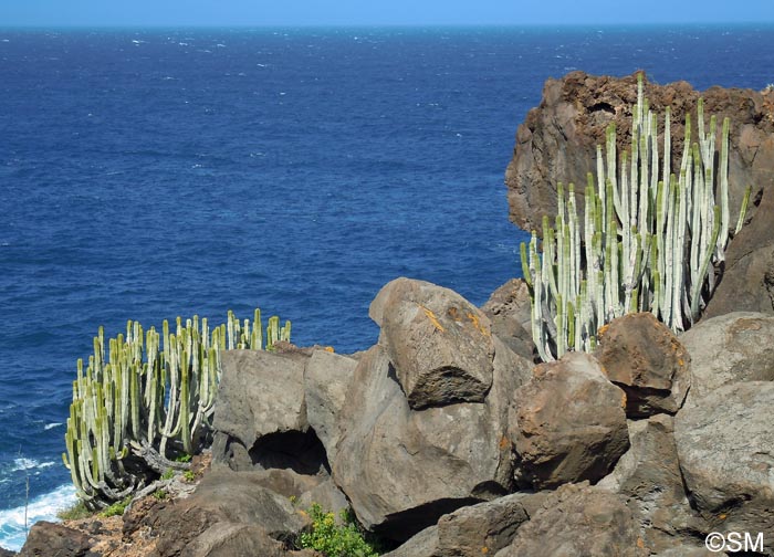 Euphorbia canariensis