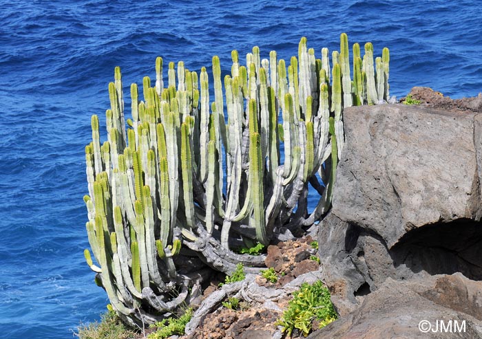 Euphorbia canariensis