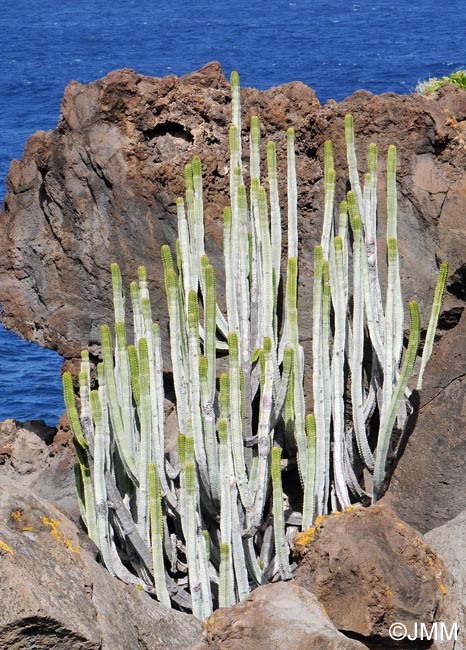 Euphorbia canariensis