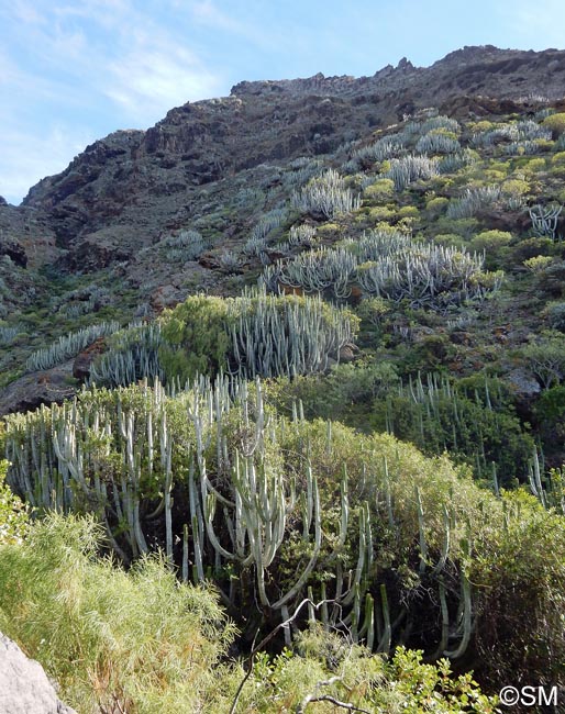 Euphorbia canariensis