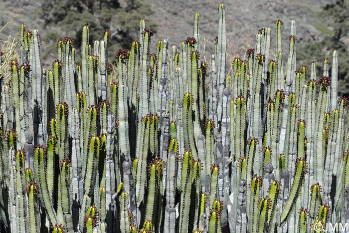 Euphorbia canariensis