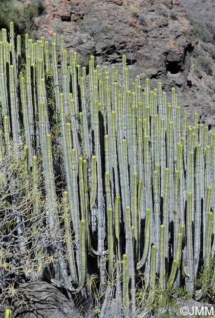 Euphorbia canariensis