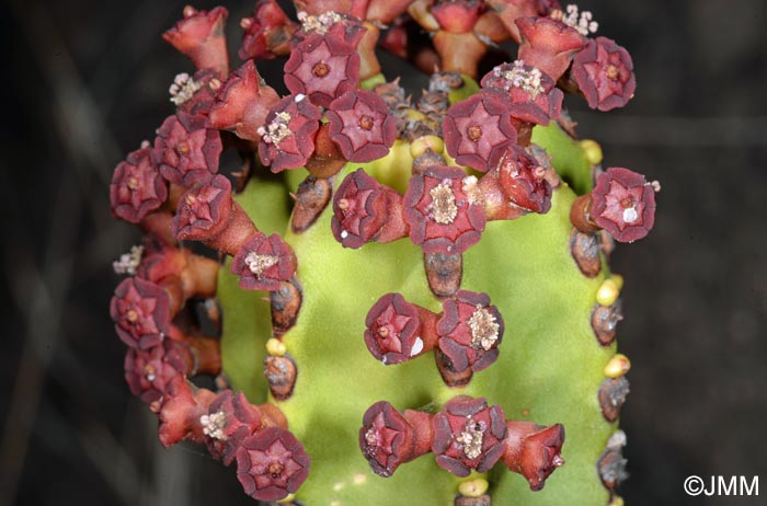 Euphorbia canariensis