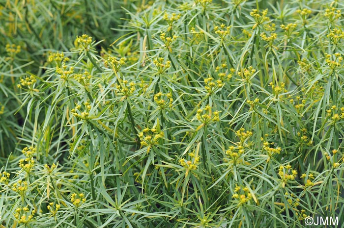 Euphorbia lamarckii = Euphorbia obtusifolia = Euphorbia broussonetii