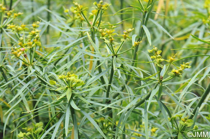 Euphorbia lamarckii = Euphorbia obtusifolia = Euphorbia broussonetii