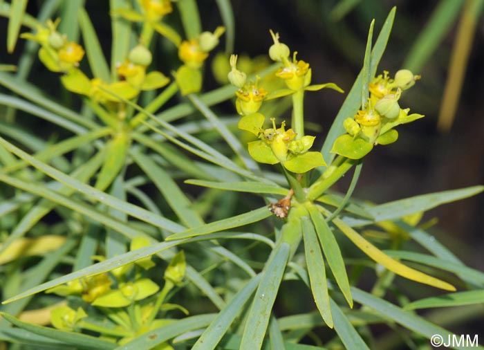 Euphorbia lamarckii = Euphorbia obtusifolia = Euphorbia broussonetii