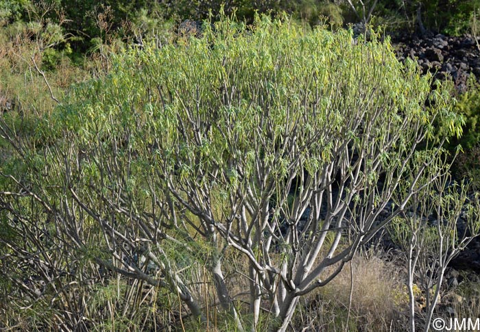 Euphorbia lamarckii = Euphorbia obtusifolia = Euphorbia broussonetii