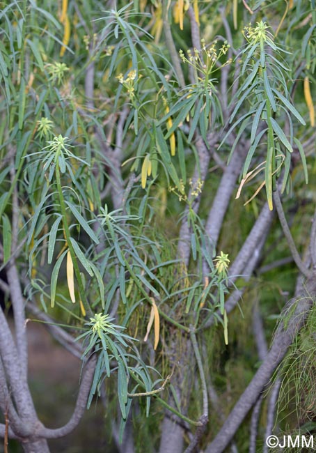 Euphorbia regis-jubae