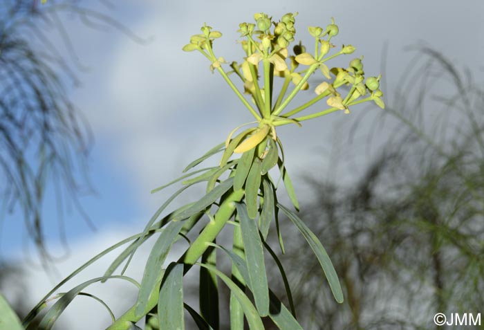 Euphorbia regis-jubae