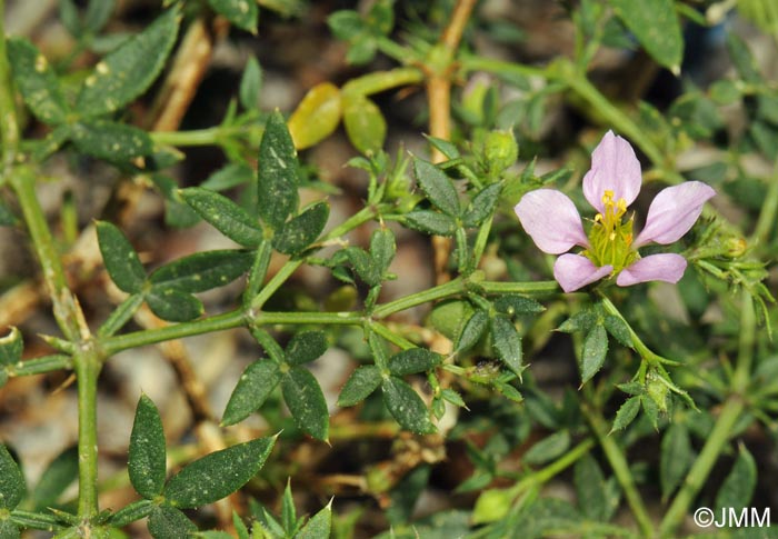 Fagonia cretica