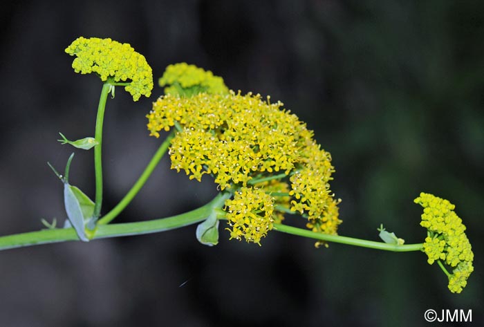 Ferula linkii