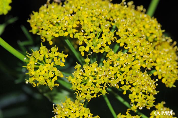 Ferula linkii