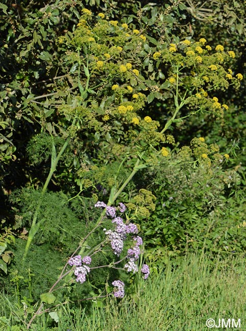 Ferula linkii & Pericallis webbii