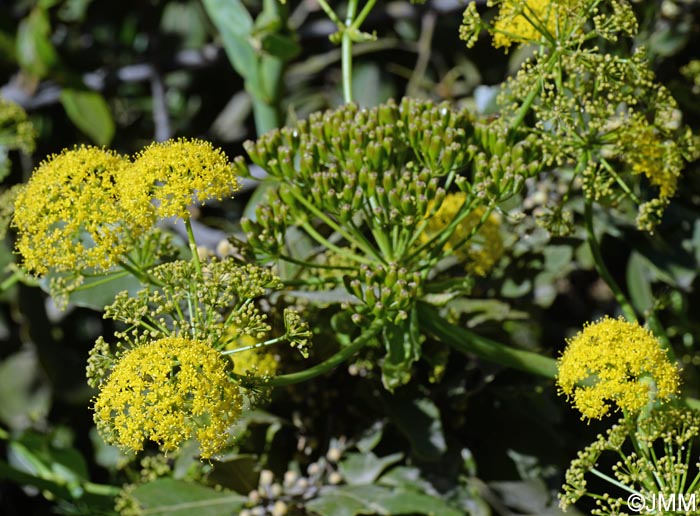 Ferula linkii