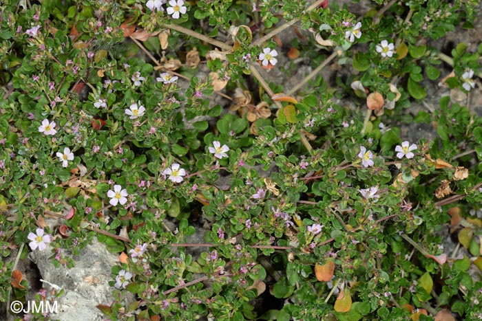 Frankenia pulverulenta