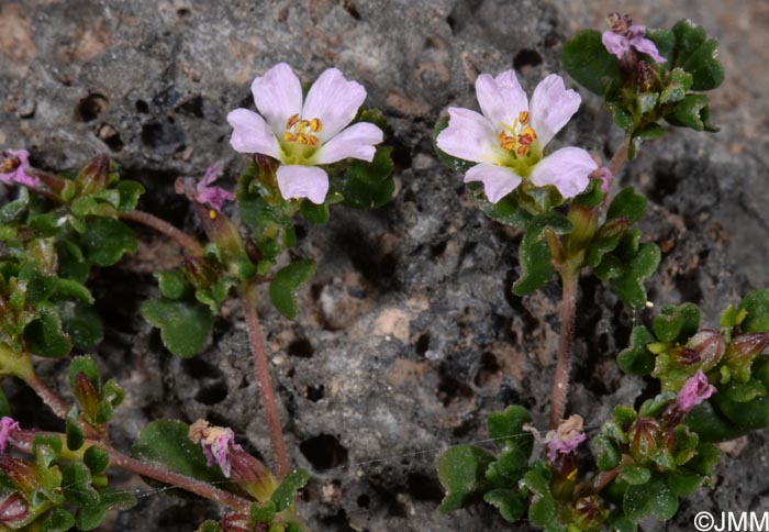 Frankenia pulverulenta