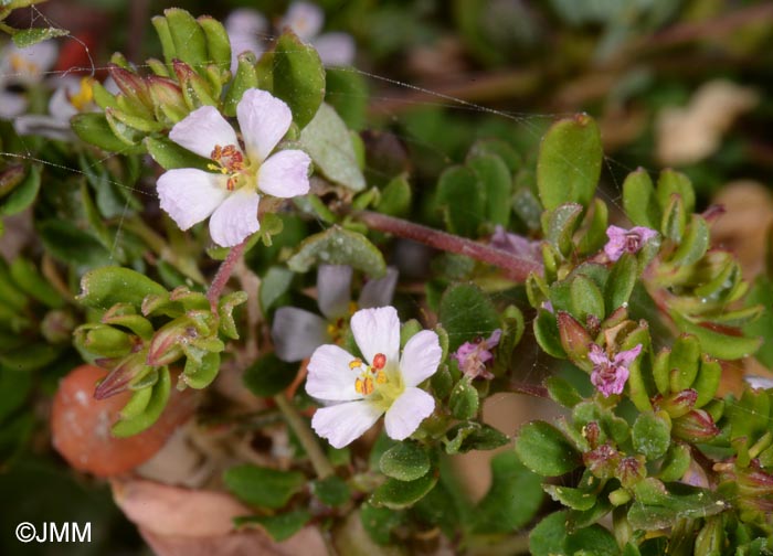 Frankenia pulverulenta