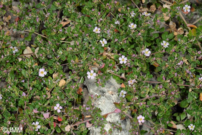 Frankenia pulverulenta