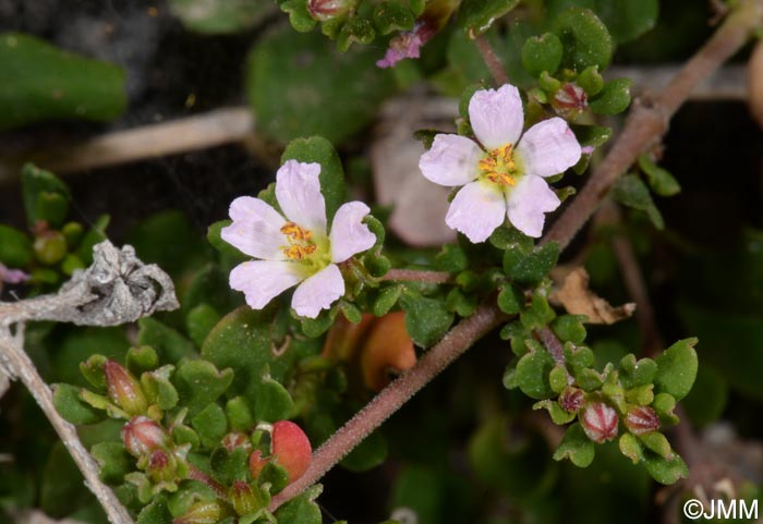 Frankenia pulverulenta