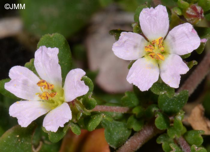 Frankenia pulverulenta