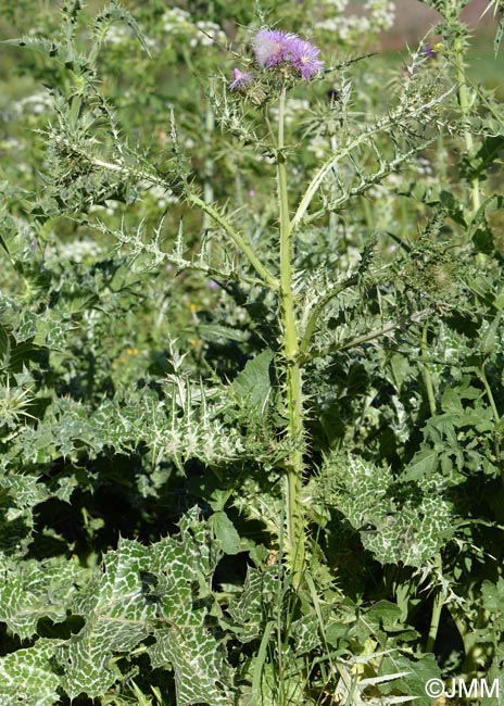 Galactites tomentosus