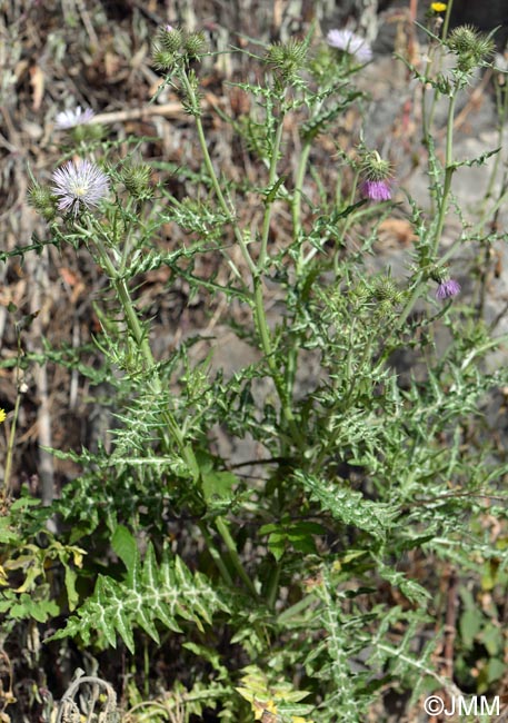 Galactites tomentosus