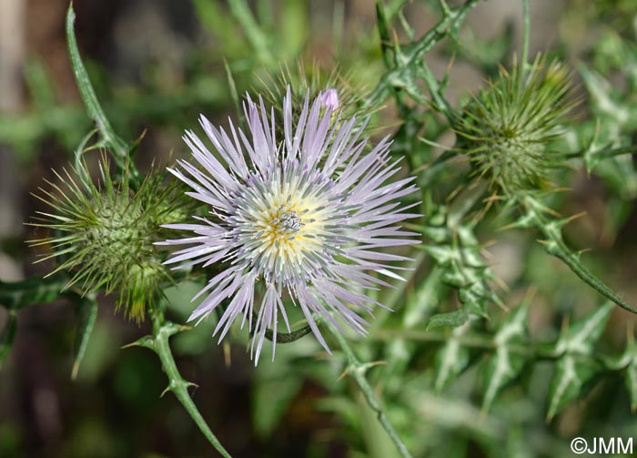 Galactites tomentosus