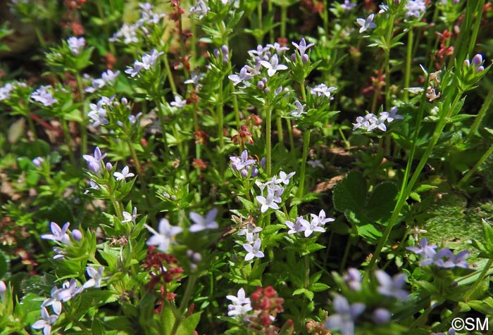 Galium murale