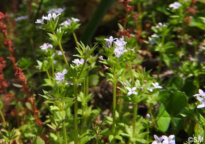 Galium murale