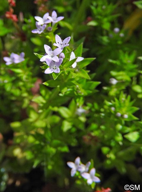 Galium murale