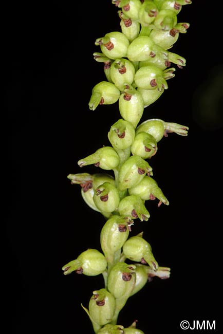 Gennaria diphylla : capsules