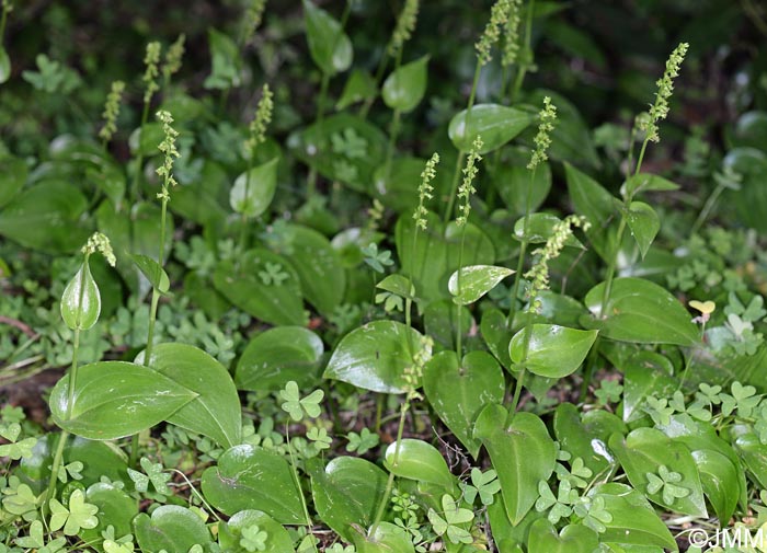 Gennaria diphylla