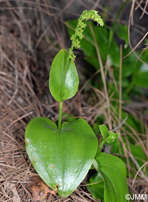 Gennaria diphylla