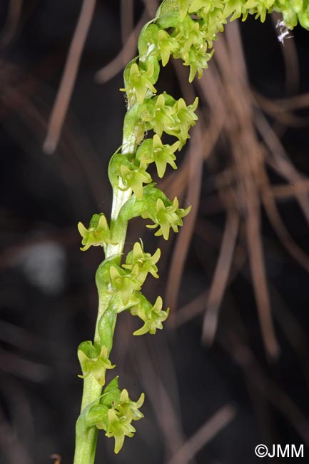 Gennaria diphylla