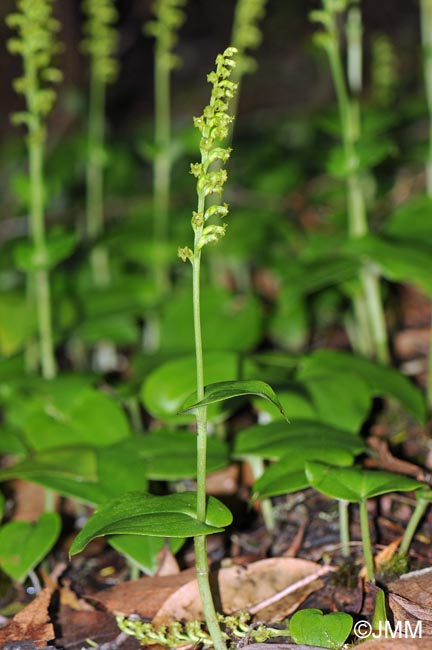 Gennaria diphylla