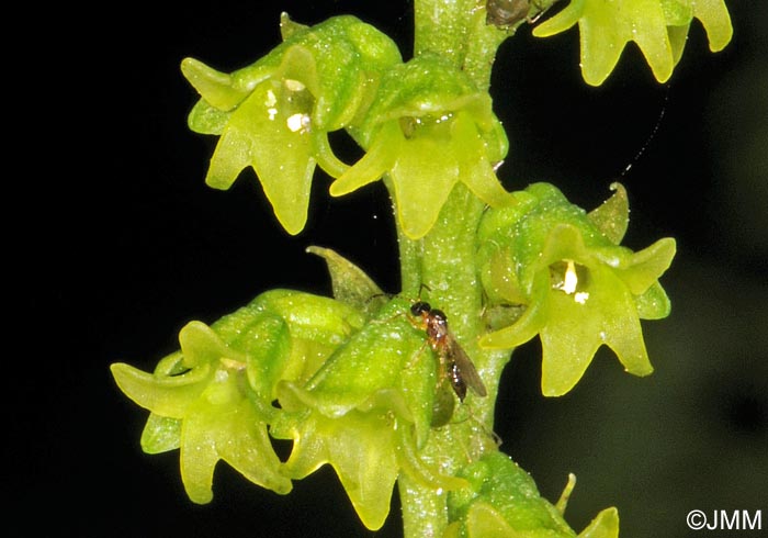 Gennaria diphylla