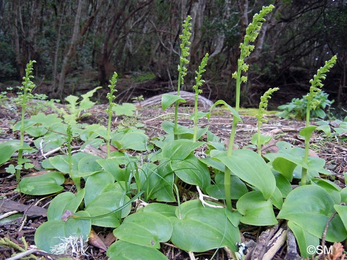 Gennaria diphylla