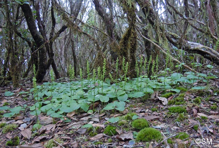 Gennaria diphylla