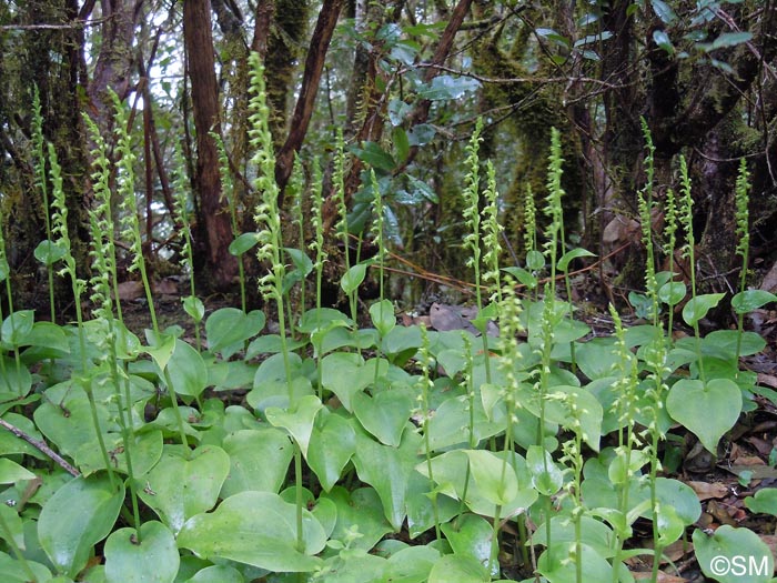 Gennaria diphylla