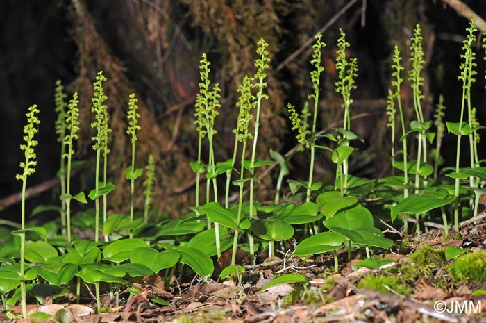 Gennaria diphylla