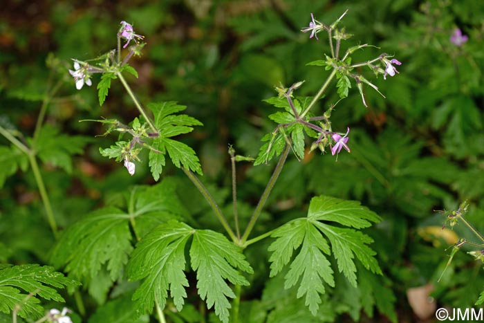 Geranium reuteri = Geranium canariense