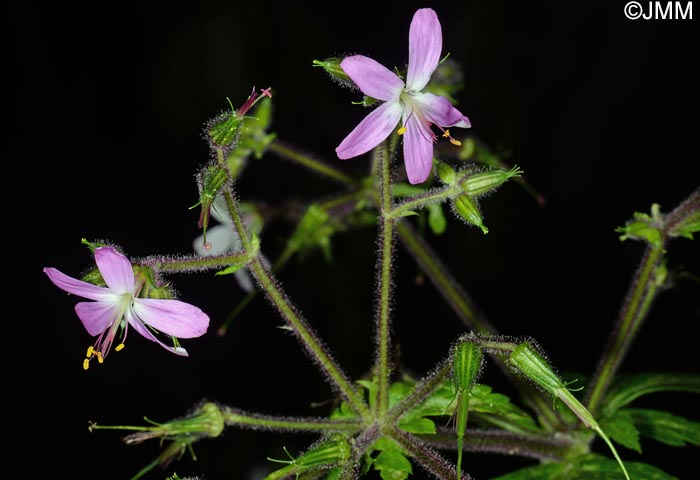 Geranium reuteri = Geranium canariense