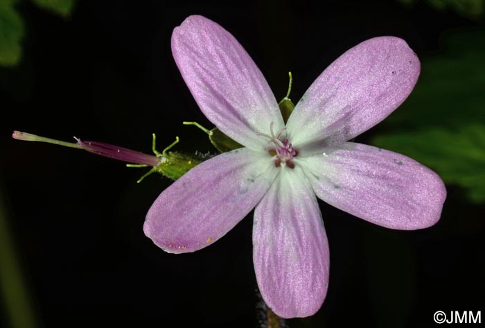 Geranium reuteri = Geranium canariense