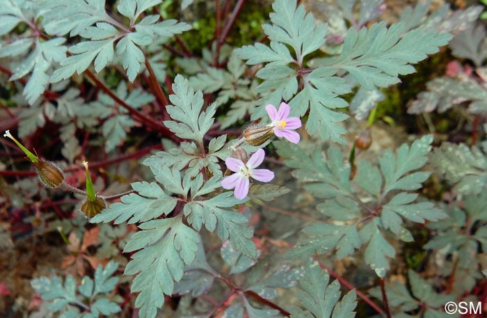 Geranium robertianum