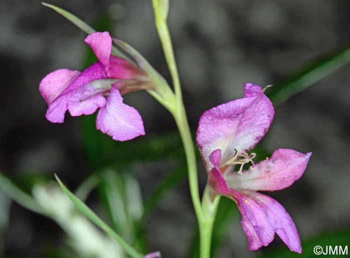 Gladiolus italicus