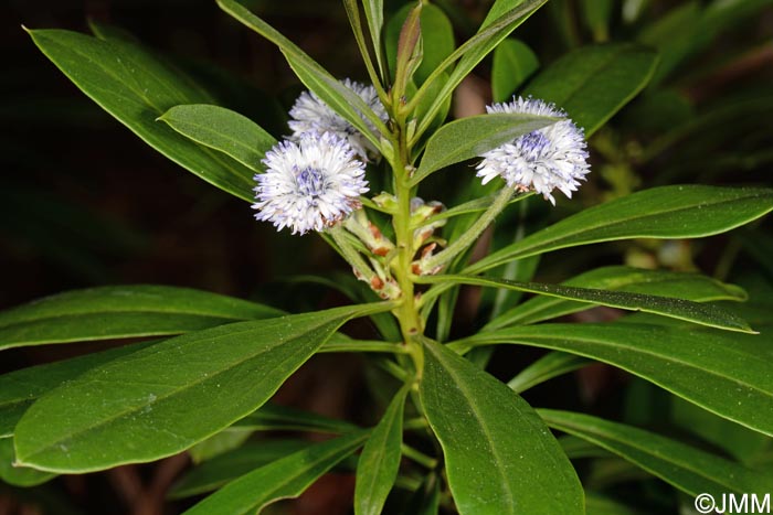 Globularia ascanii