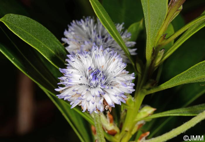 Globularia ascanii