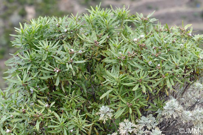 Globularia salicina