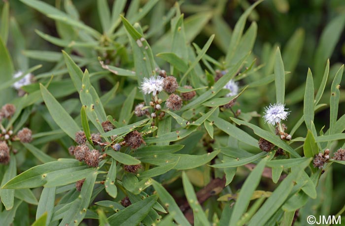 Globularia salicina